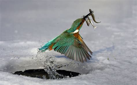 Eisvogel. Amazing... Common Kingfisher, Kingfisher Bird, Beautiful Birds, Animals Beautiful ...