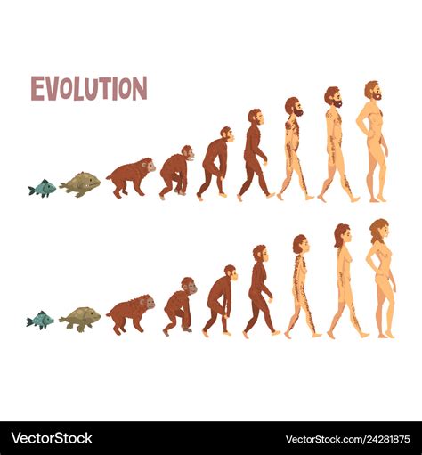 Biology human evolution stages evolutionary Vector Image