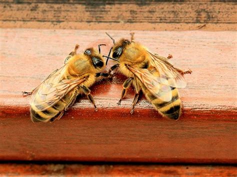 European Honey Bee Sub-Species in Australia. - Bee2Bee