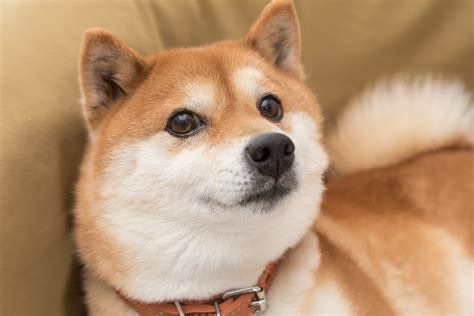 1 Major Risk of Investing in Dogecoin | The Motley Fool