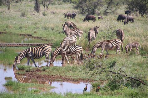 Herd of Zebras on Grass Field · Free Stock Photo