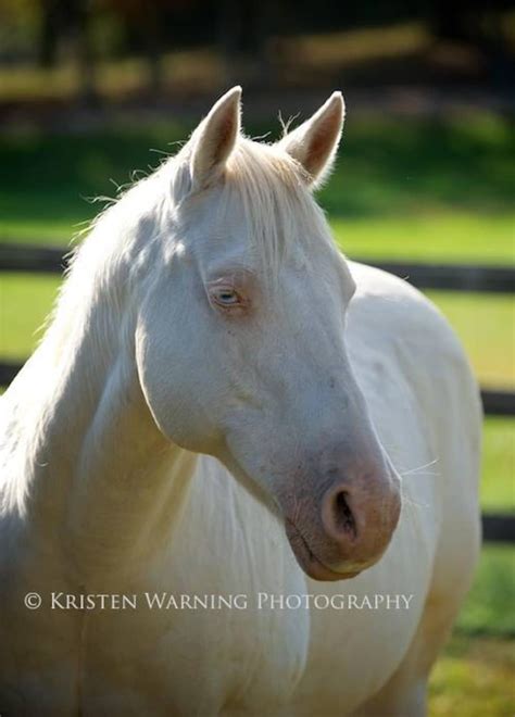 Horse Photos, Horses, Perlino, Perlino Horse, Equine Art, Fine Art, Summer - Etsy