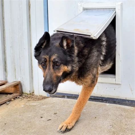 Dog Flap Installation Dubai - Dubai Repairs - 0581873003