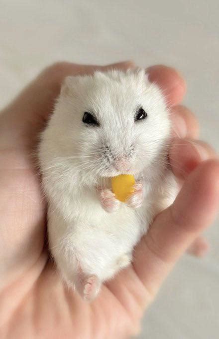 she is happy eating. : r/hamster