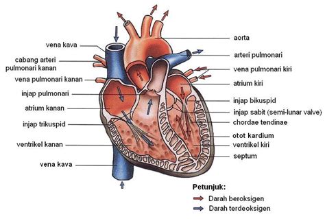 Sains 1 2 3: Struktur Jantung Manusia