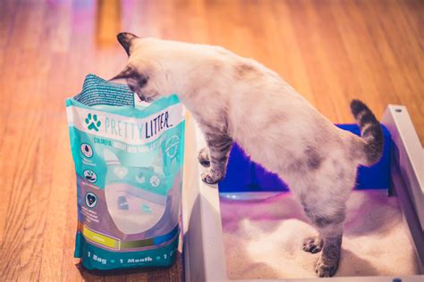 5 Reasons PrettyLitter is The Best Cat Litter