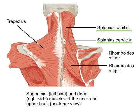 Back Of Neck Anatomy Muscles - Beautiful illustration of the deep and superficial ... : There ...