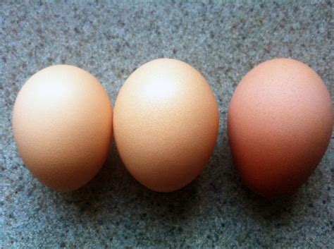 Posts about light brahmas on Heedley's Hens | Brahma chicken eggs, Brahma chicken, Chicken eggs