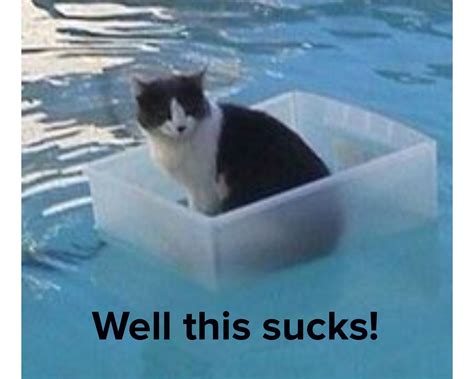 Pin by Kerri on Quotes | Funny cats in water, Funny cat compilation, Funny cat fails