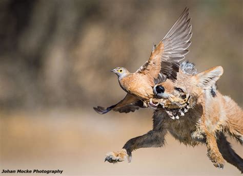 Jackal Tackling a Sandgrouse: How Johan Mocke Got the Shot - Nature TTL