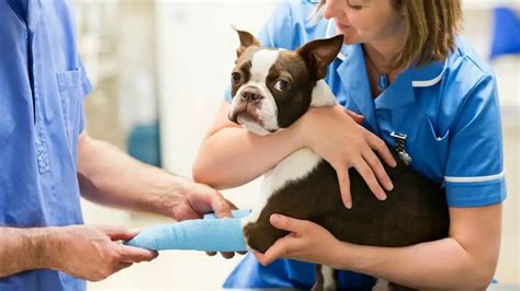 When To Take A Dog To Emergency Vet