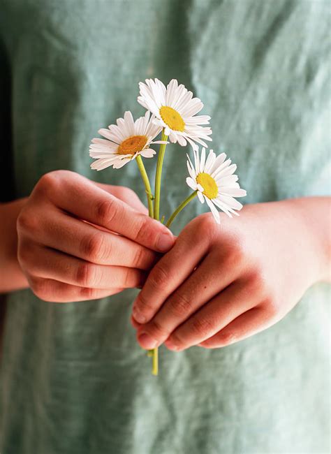 Close Up Of A Child's Hands Holding A Bunch Of Daisy Flowers. Photograph by Cavan Images - Fine ...