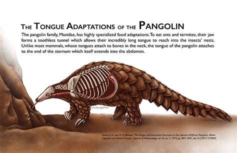 The Tongue Adaptations of the Pangolin – Katelyn McDonald