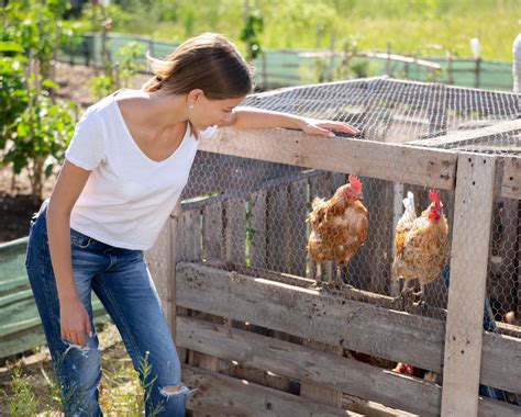 17 Best Chicken Coops: Your Easy Buying Guide (2021)