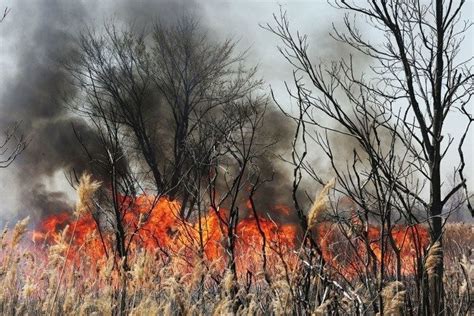 Large wildfire in N.J. Pinelands still burning, scorched 356 acres - nj.com