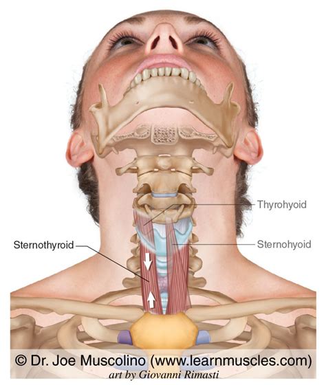 Sternothyroid Muscle