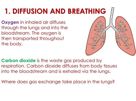 Biological examples of diffusion