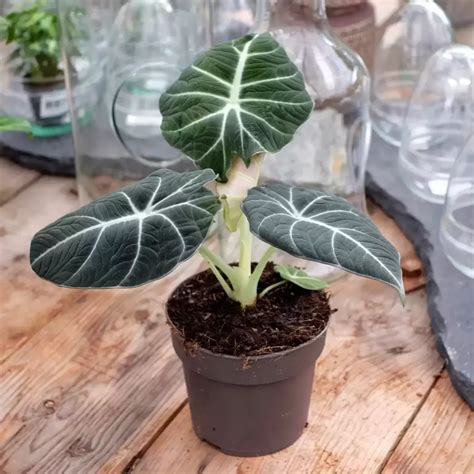 Alocasia 'Black Velvet': Growing the Velvet Touch in Your Home