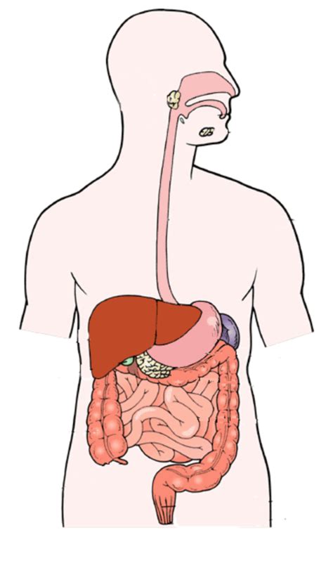 Diagram of digestive system (functions) | Quizlet