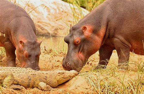 Hippo vs Crocodile Facts: What Animal Can Beat A Hippo? - Hippo Haven