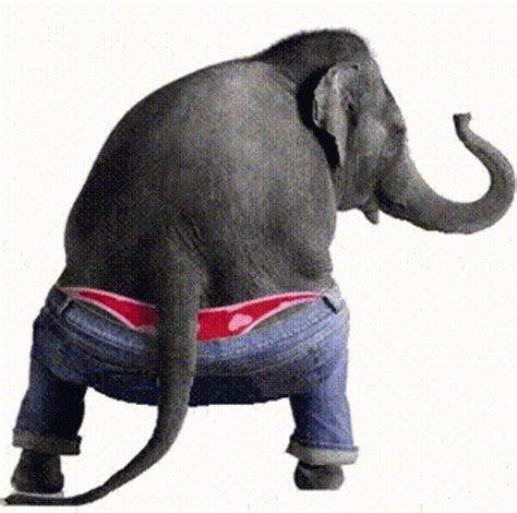 Dancing Elephant GIFs | Tenor