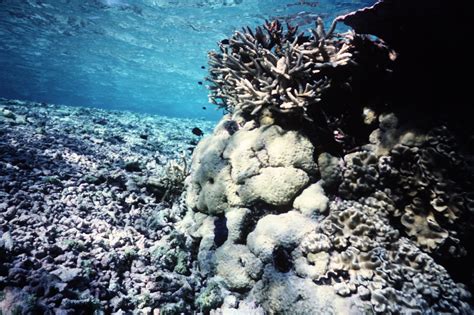 Underwater Photos of the Palmyra Atoll's Coral Reefs : Dr. James ...