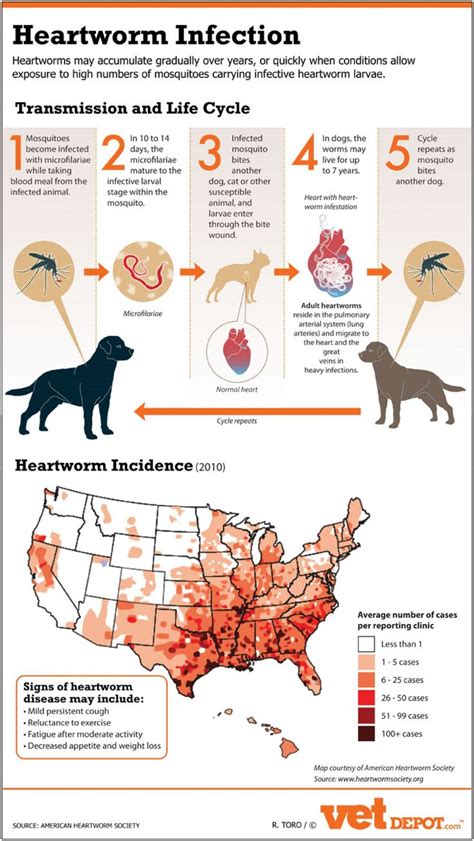 Related image | Heartworm, Heartworm prevention, Heartworm disease