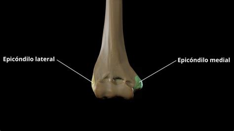 Epicóndilo: concepto, características, funciones y patologías