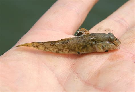 File:Very small round goby.jpg - Wikimedia Commons