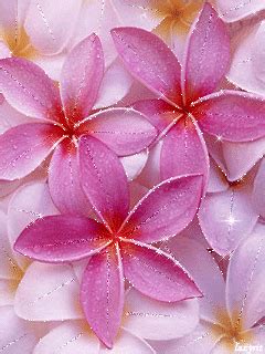 Trendy Flowers, Exotic Flowers, Pink Flowers, Beautiful Flowers, Popular Flowers, Pink Petals ...