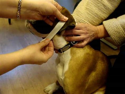 Boxer's natural ears taping on Vimeo