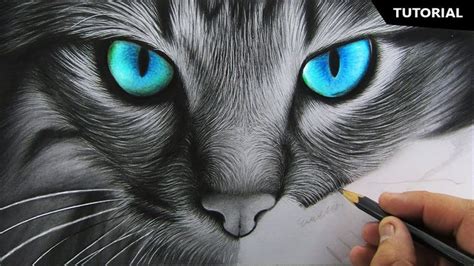 How to Draw Realistic Cat for BEGINNERS | Fur Drawing Technique ...