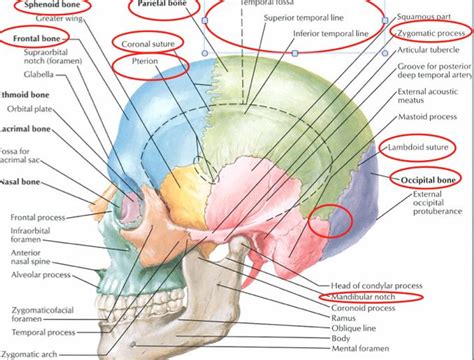 asterion skull - Google Search | Sphenoid bone, Skull, Tri