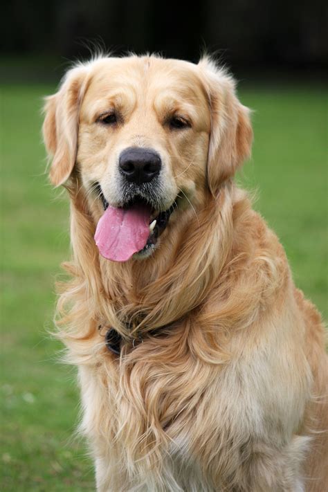 Golden Retriever: Eine liebevolle und vielseitige Hunderasse