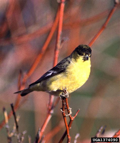 lesser goldfinch (Carduelis psaltria)