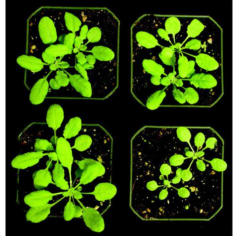 Starch granule morphology. Purified starch granules from plant leaves... | Download Scientific ...