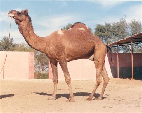 BREEDS OF CAMEL