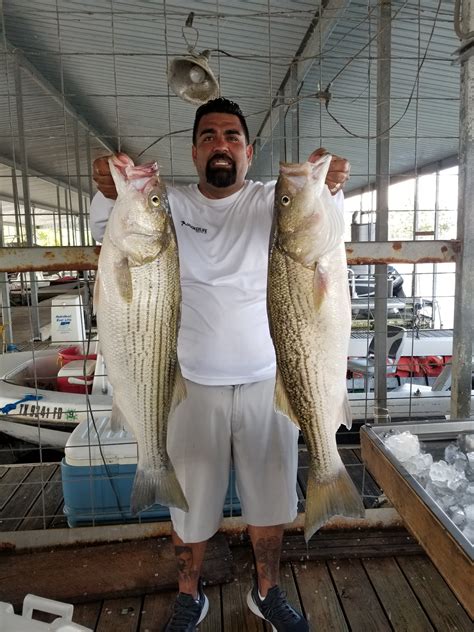 Striper Bite is On! - Lake Texoma AssociationLake Texoma Association