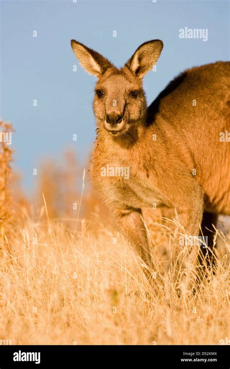 Eastern Grey Kangaroo or Forester Kangaroo (Macropus giganteus), portrait Stock Photo - Alamy
