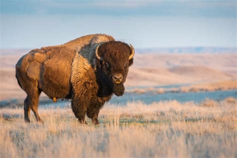 Buffalo and bison - The Difference Between… Lawyer and Attorney? College and University? Lager ...