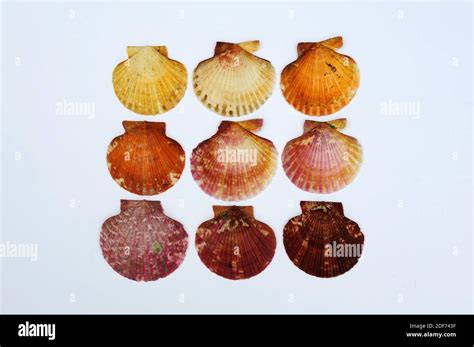 Queen scallop hi-res stock photography and images - Alamy