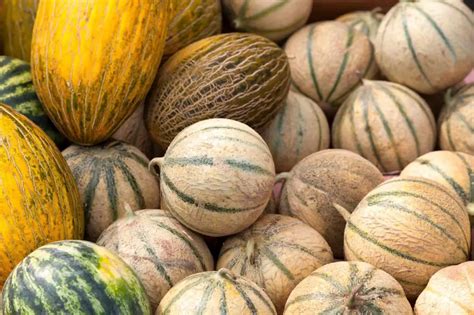 Different Types and Varieties of Cantaloupes (With Names and Pictures) - FarmingThing.com