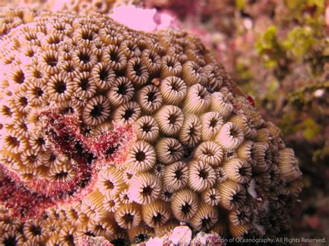 Favia Speciosa with Crustose Coralline Algae (CCA). Picture taken on a expedition to Palmyra ...