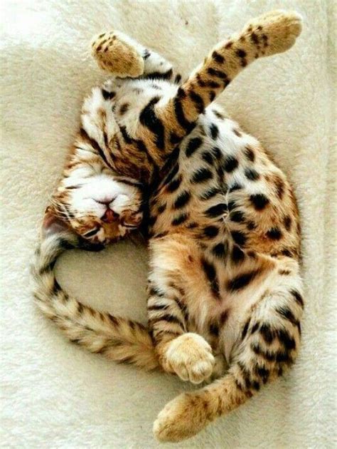 Sleeping Bengal Cat : r/Sleepinganimals