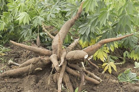 Harvesting Tapioca Roots: Learn When To Harvest Tapioca Root In Gardens