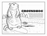 Groundhog Coloring Page sketch template