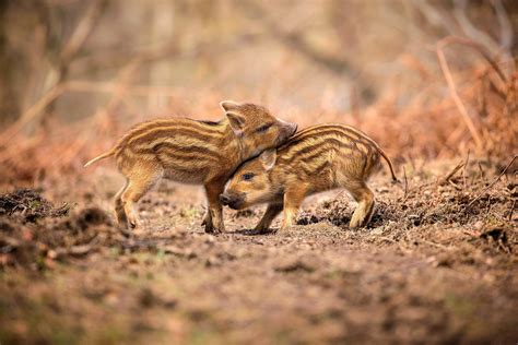 ITAP of some wild boar piglets in the Forest of Dean, UK. : r/itookapicture