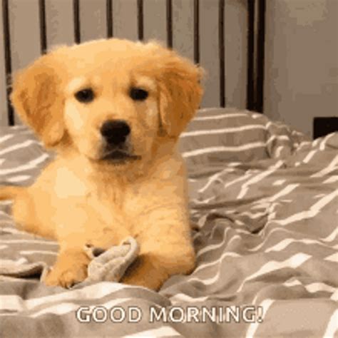 Good Morning Dog Wink GIF | GIFDB.com