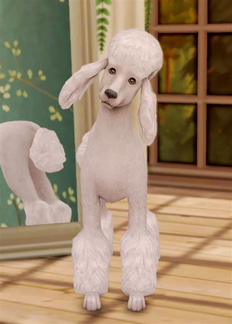 Puppy Mills, 1 Year Olds, New Tricks, Patreon, Poodle, Sims 4, Dog Breeds, Adoption, Puppies