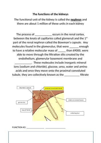 Selective reabsorption (AQA A-level Biology) | Teaching Resources